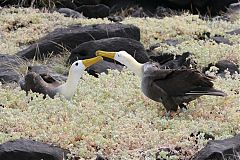 Waved Albatross